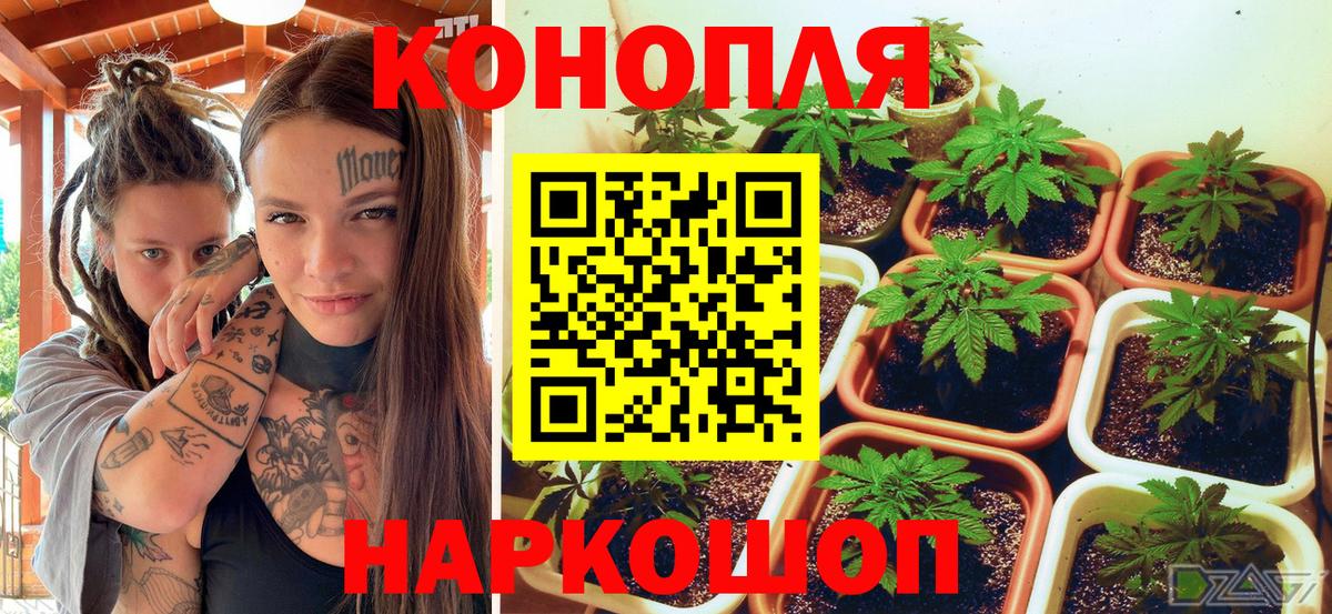 Марихуана сатива Качканар